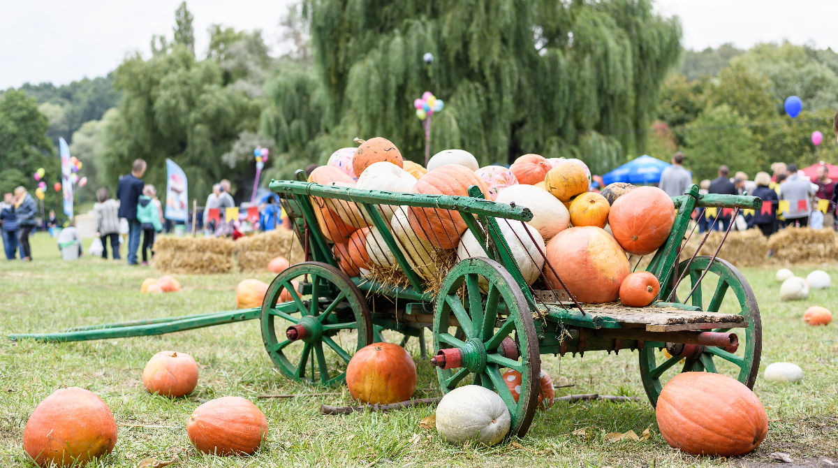 Home Grown Harvest Festavel - October 7, 2023